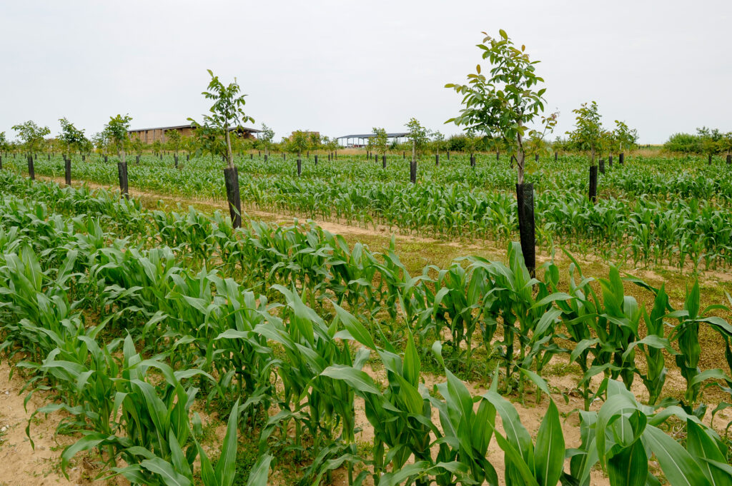 Exemple de pratique d’agroforesterie : rangée de maïs séparée par des arbustes (France, 2021)
